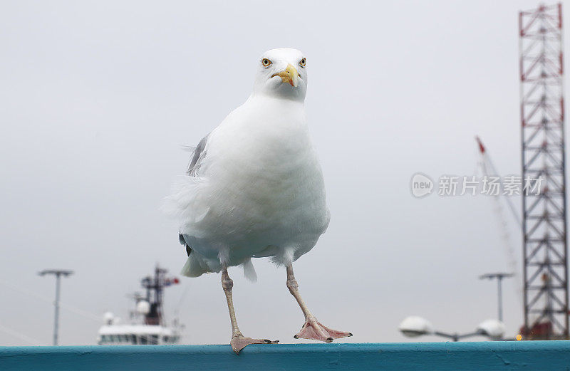 鲱鱼海鸥在港口