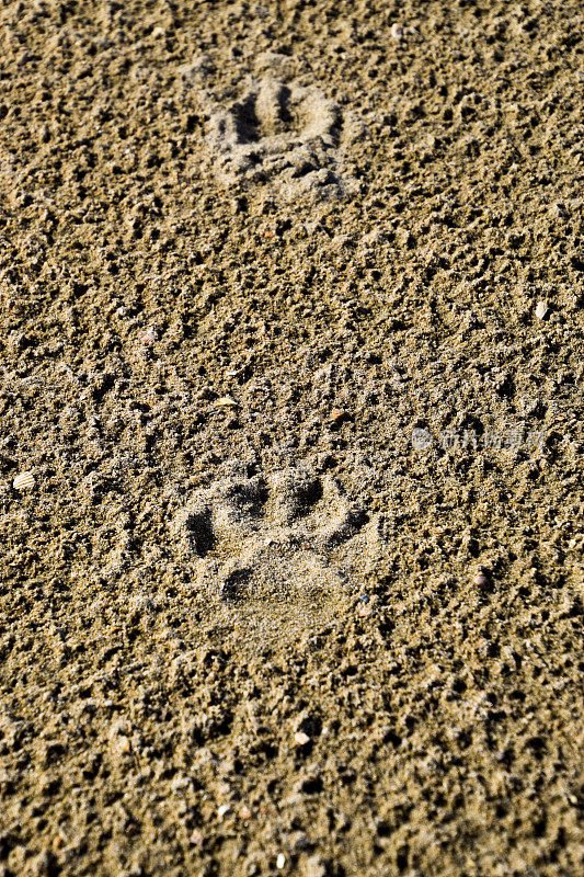 一只狗在沙滩上的足迹。一只狗沿着海岸散步，在沙滩上留下了一些痕迹。