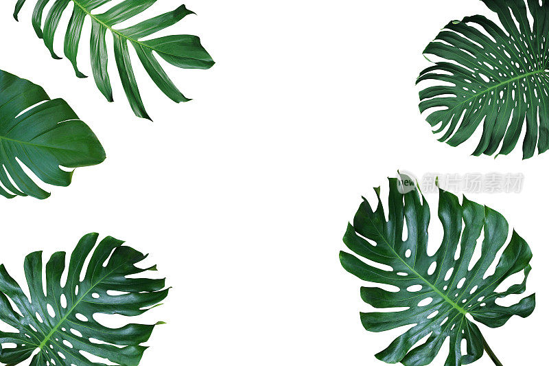热带叶的自然框架布局，在白色的背景上，有一种奇异的植物，它是一种美丽的山茱萸，裂叶喜树和山茱萸。
