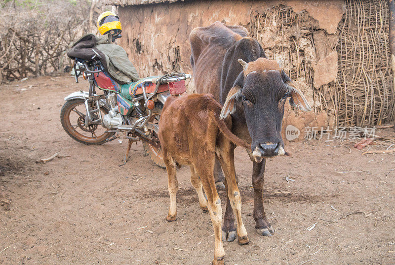 马萨伊村附近安博塞利清晨有奶牛、小牛和摩托车。肯尼亚,非洲东部