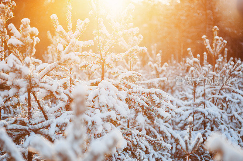 奇妙的冬日森林覆盖着皑皑白雪