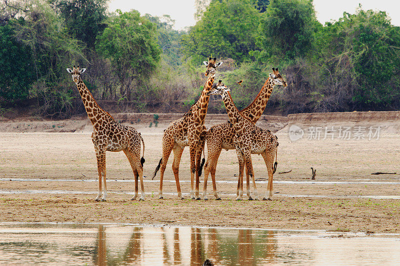 一群长颈鹿站在部分干涸的河床上，南卢安瓜国家白ek，赞比亚