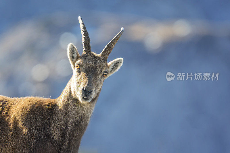 清晨的阿尔卑斯山野山羊，阿尔卑斯山