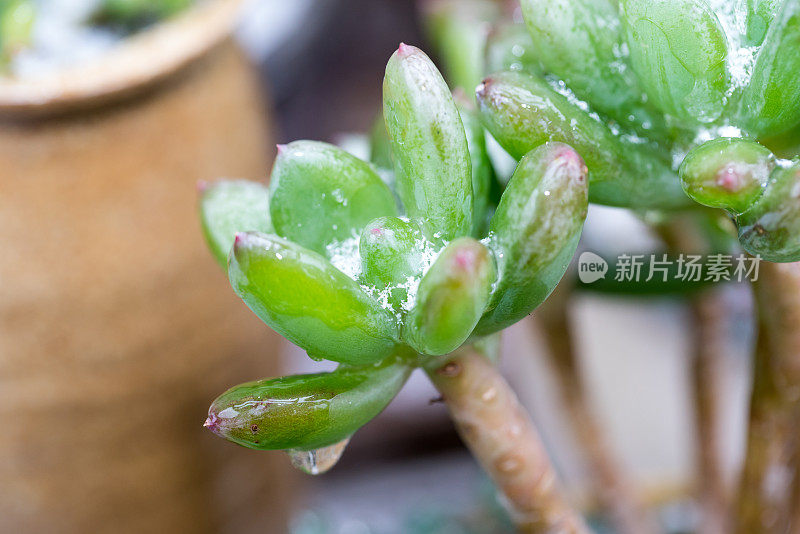 冻雨后盆栽肉质植物