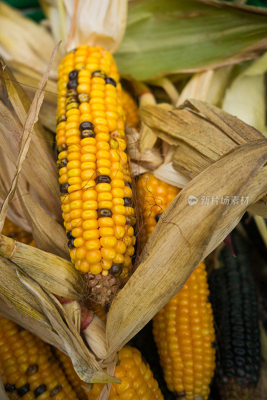 为美国的感恩节收获印第安玉米