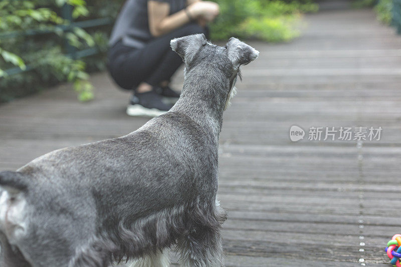 美丽的女主人与她可爱的雪纳瑞在公园放松