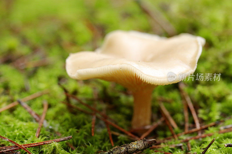 各种秋季蘑菇和真菌的例子