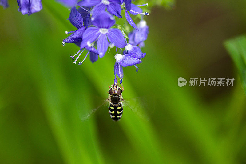 会飞的蜜蜂