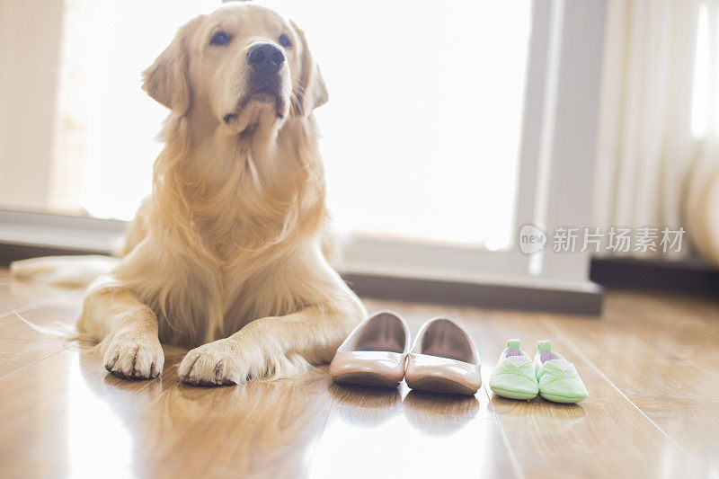 金毛猎犬坐在地板上