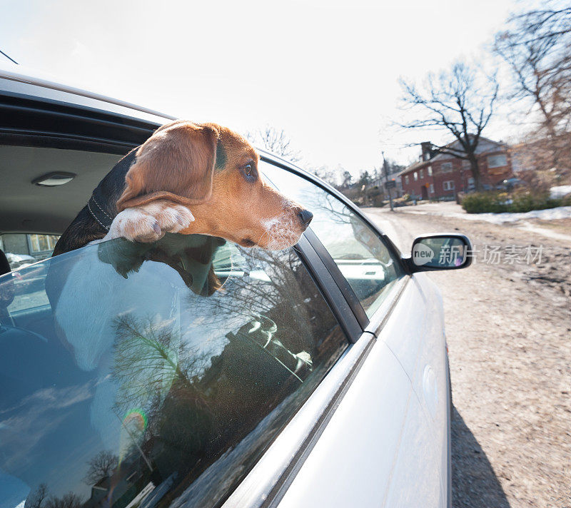 车窗里的小猎犬