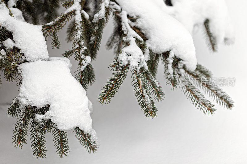 雪中的冷杉针叶