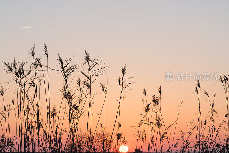 芦苇草的剪影在日落在海滩