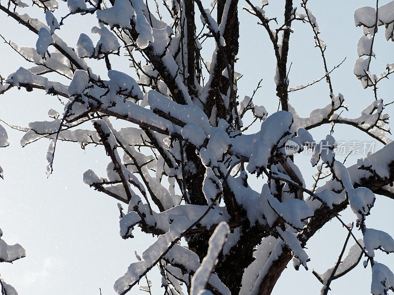 树枝上有厚厚的积雪