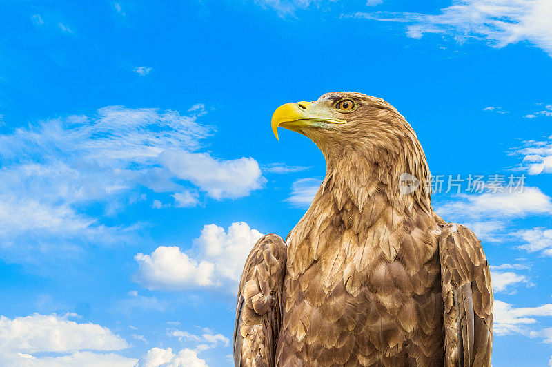 白尾鹰的肖像。奥尔兰白尾在蓝色多云的天空背景。