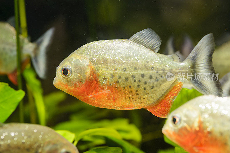 水族馆里的掠食性食人鱼