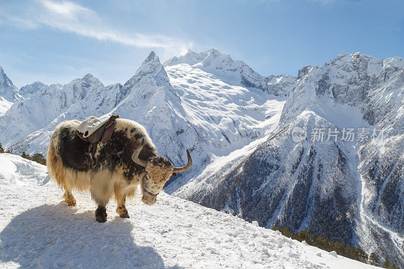 在一个阳光明媚的冬日里，波光粼粼的牦牛站在白垩纪山脉的山腰上
