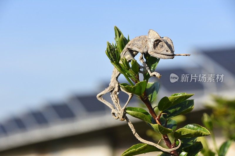 叶子上的变色龙骨架