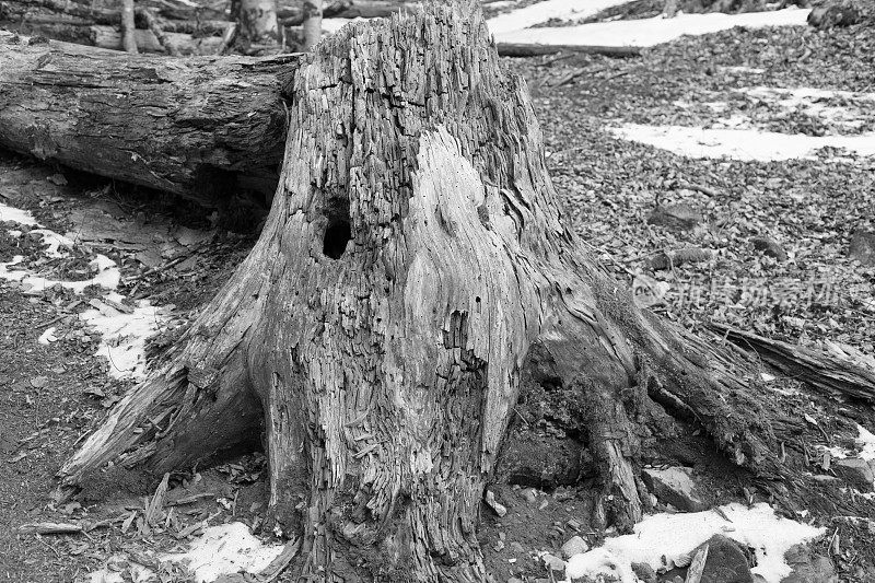 森林里倒下的老树