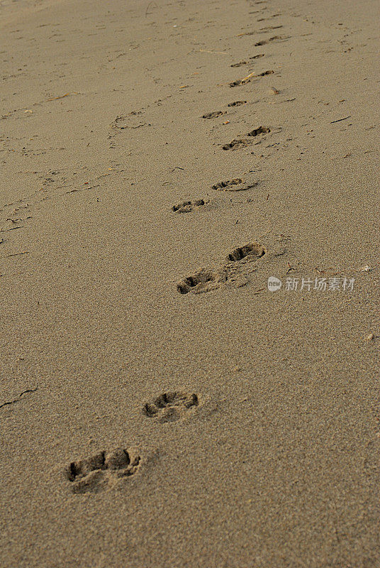 夏天的大海，狗的脚印在清晨的沙滩上，垂直