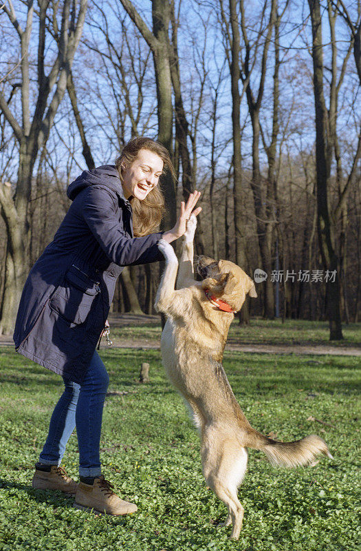 一个犬齿动物学家女孩在训练她的狗，给狗击掌。拍摄电影