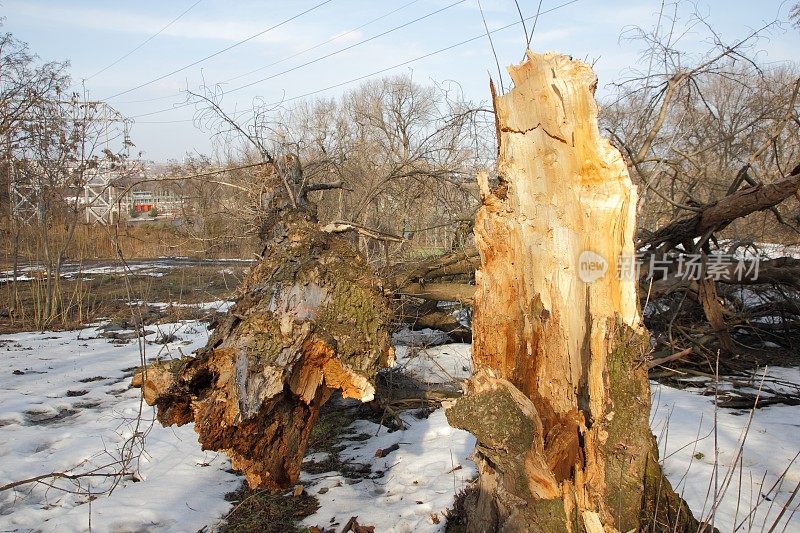 暴风雨过后一棵被折断的树，一片木质纹理模糊了背景，环境保护，森林里的树木被砍伐，环境问题，气候变化