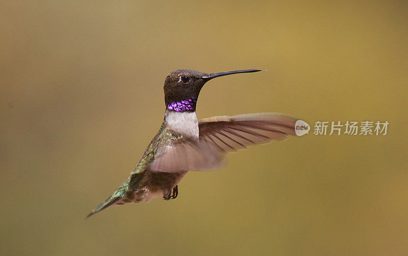 Black-chinned蜂鸟