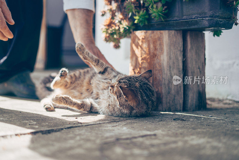 和我的猫玩