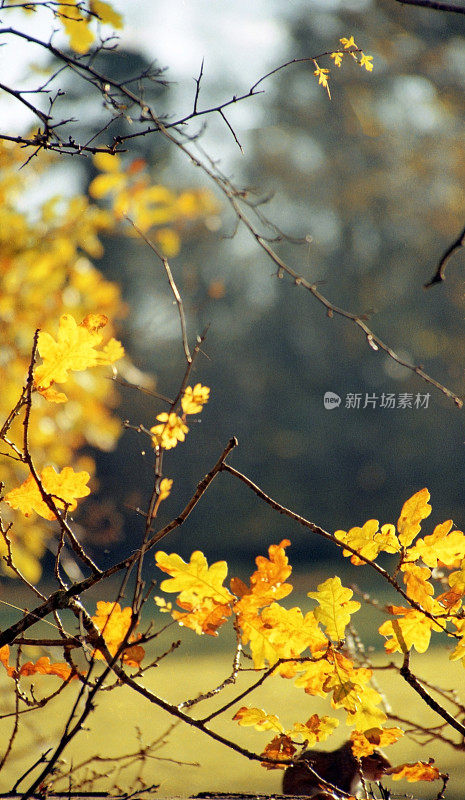 秋天树木阳光风景一般的季节