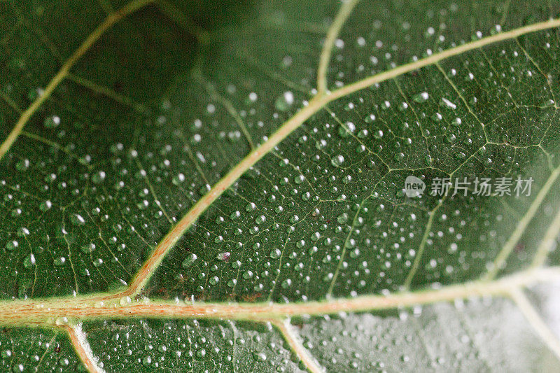 小提琴树叶无花果树叶与水滴