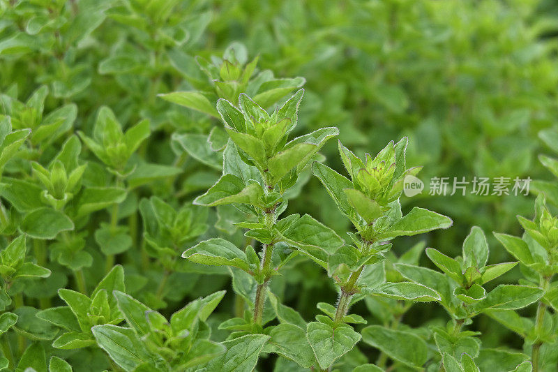 牛至-香草花园的特写