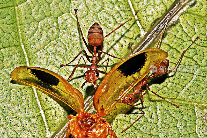 蚂蚁吃昆虫。