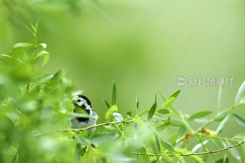 白鹡鸰