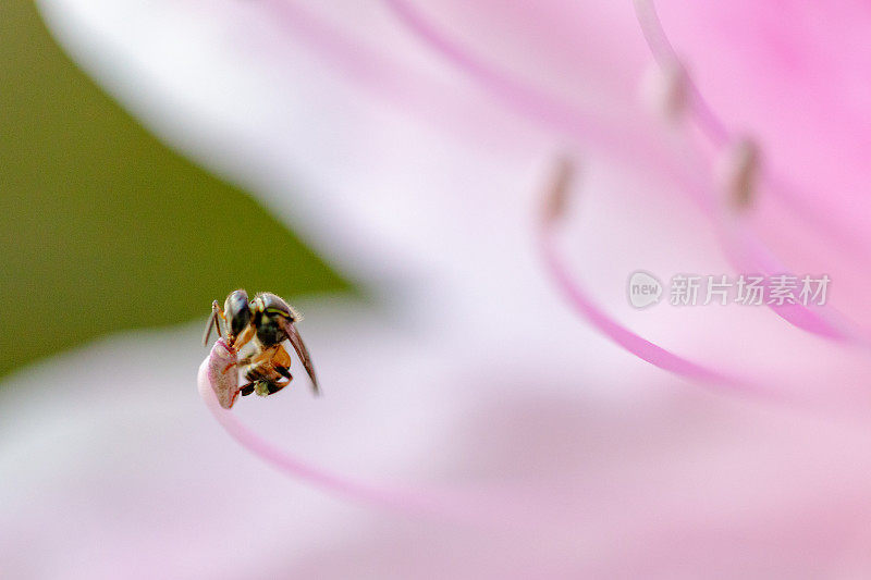 蜜蜂从花上采集花粉