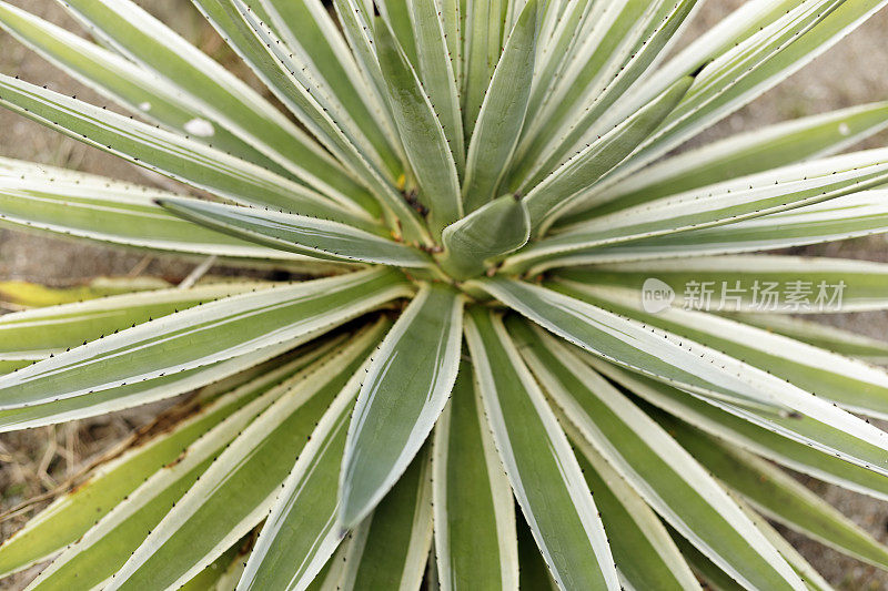 一个仙人掌植物的特写