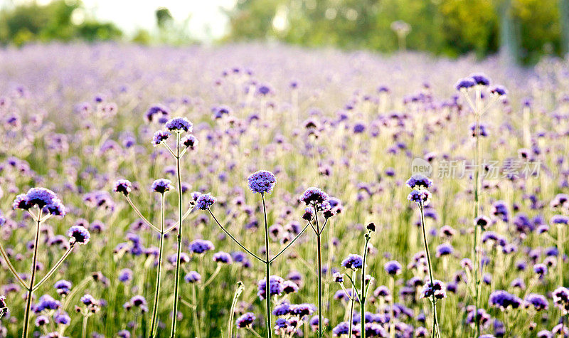 公园里的马鞭草花圃