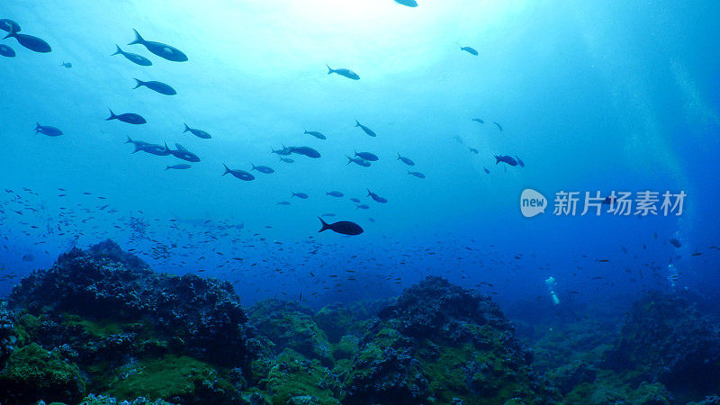 太平洋克里奥尔鱼，海底珊瑚礁，加拉帕戈斯群岛