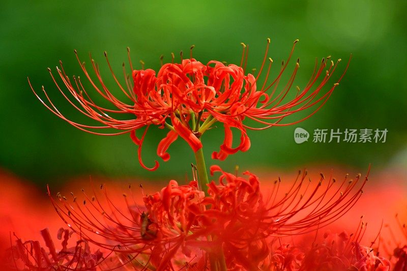 蜘蛛百合花，日高市，日本