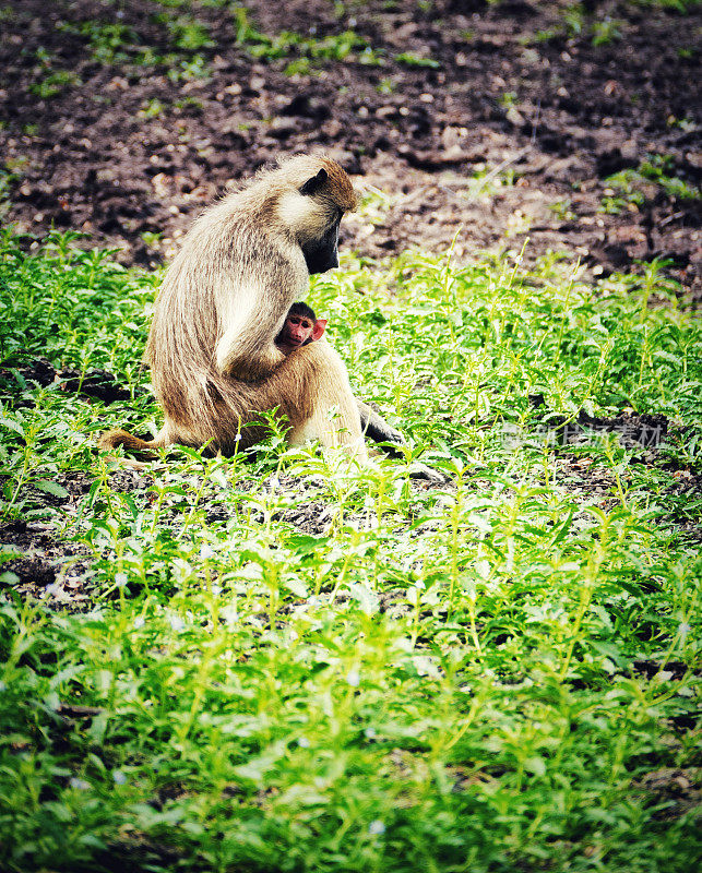 坦桑尼亚塞洛斯野生动物保护区，一只带着宝宝的黄色狒狒