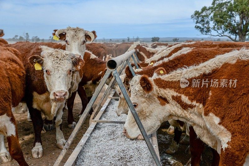 牧草喂养的肉牛，赫里福德小母牛，在干旱期间从槽喂养