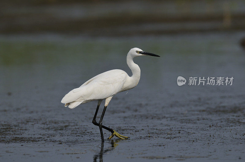 小白鹭(白鹭)