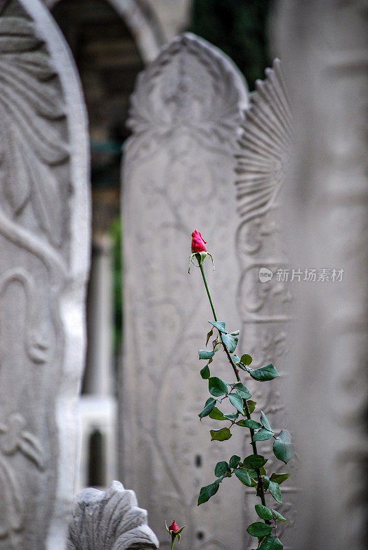 土耳其伊斯坦布尔Eyüp清真寺的阿拉伯墓碑和鲜花