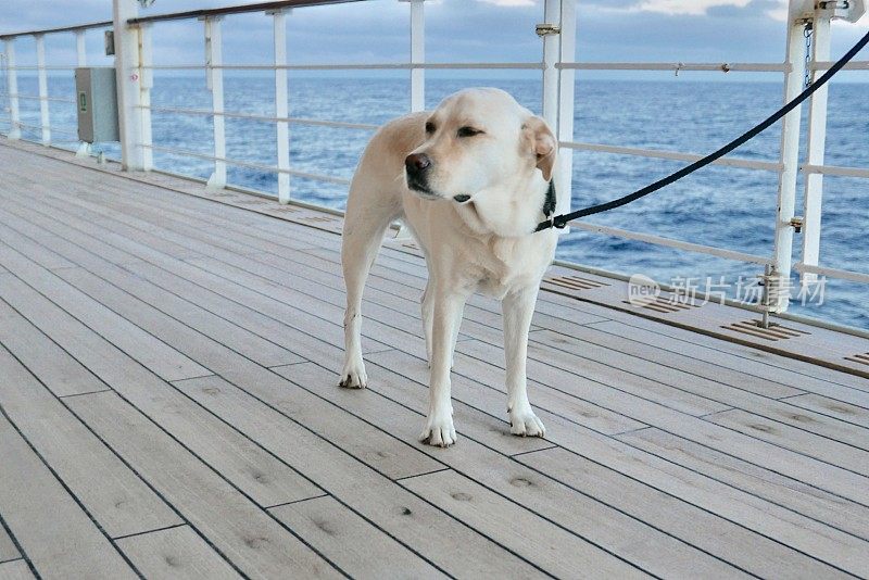 横跨大西洋的拉布拉多寻回犬