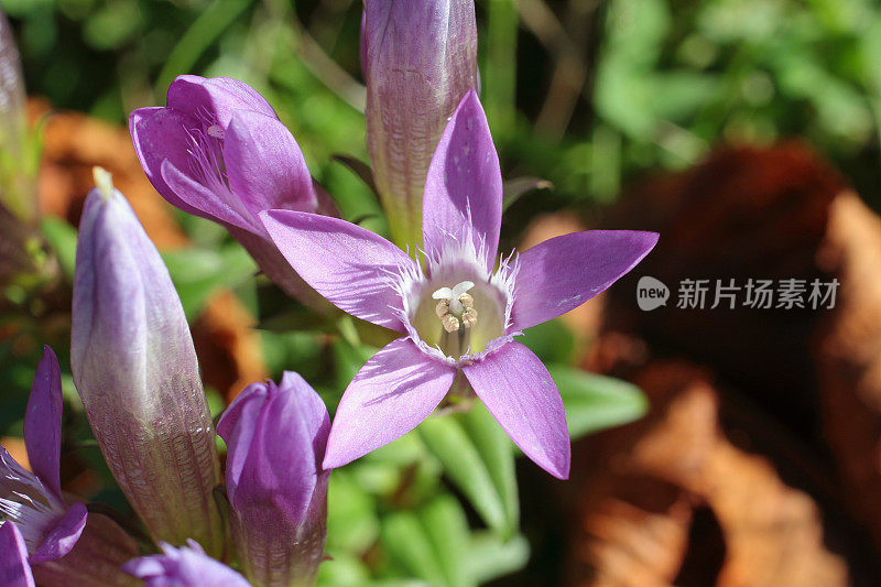 欧洲野花：根蒂亚内拉·德日里卡，奇尔特恩·根蒂安