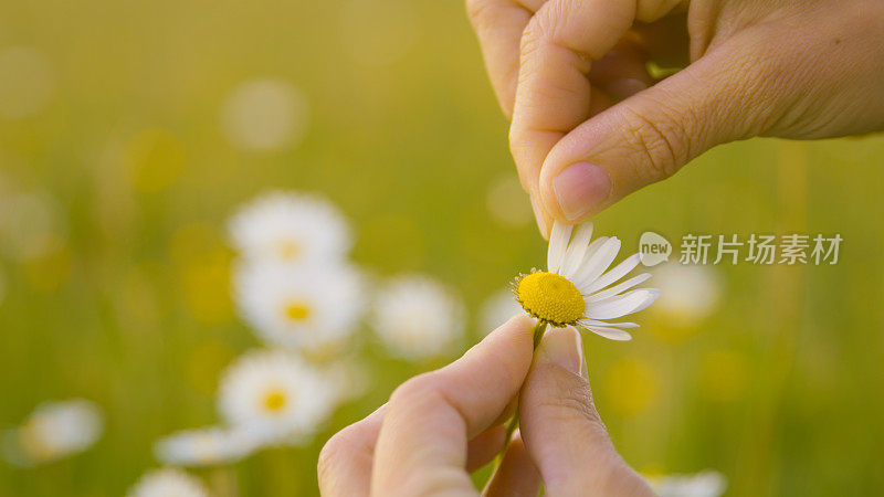 人的手从花上摘下花瓣