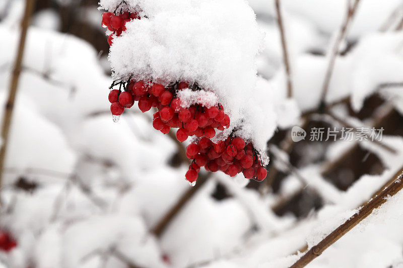 白雪覆盖的红浆果的特写