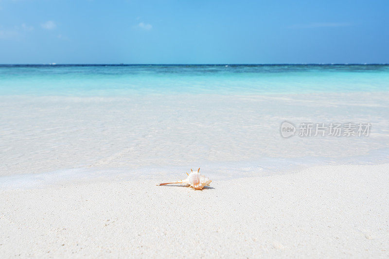 夏季海滩贝壳和海洋背景