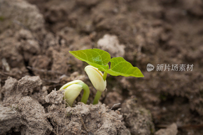 春天泥土上发芽的豌豆