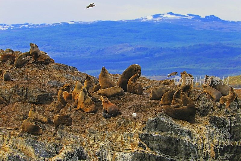 在比格尔海峡-乌斯怀亚-火地岛的海狮、海豹和鸟类