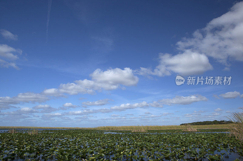 佛罗里达大沼泽地