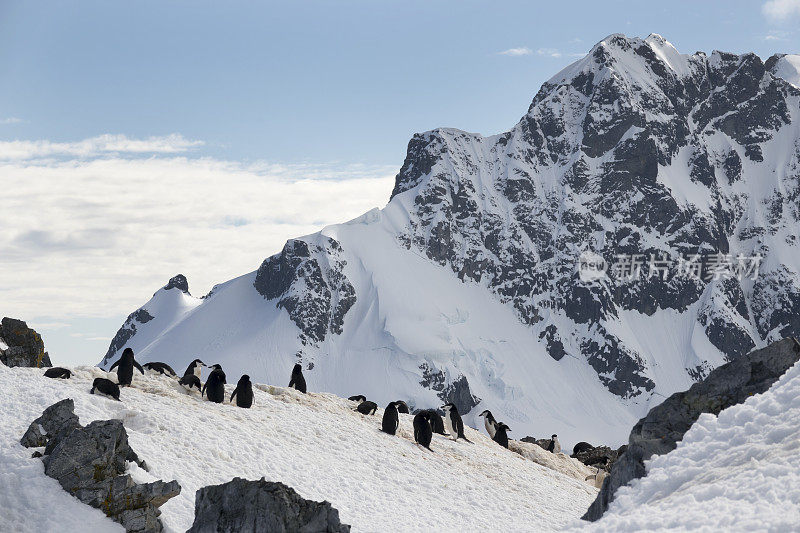 筑巢的帽带企鹅奥恩港南极半岛山脉冰川